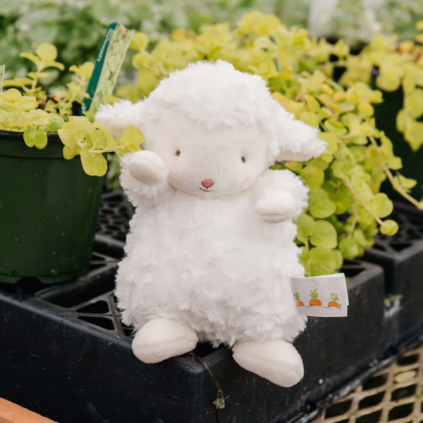Bunnies By The Bay Wee Kiddo Lamb